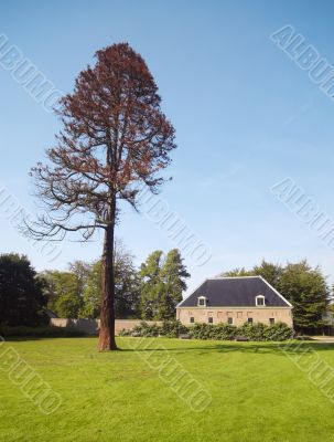autumn tree