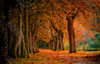 autumn in the forest