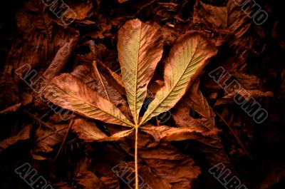 autumn in the forest