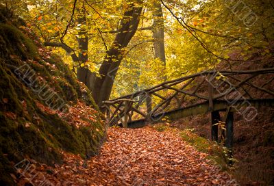 autumn in the forest
