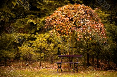 autumn in the forest