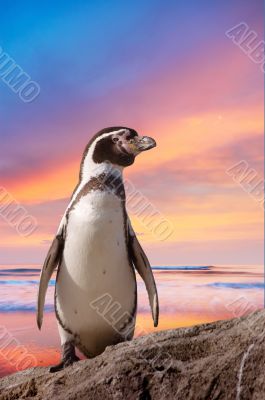 cute penguin