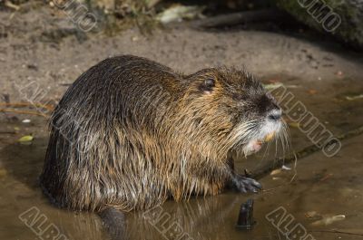 coypu or nutria