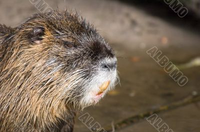 coypu or nutria