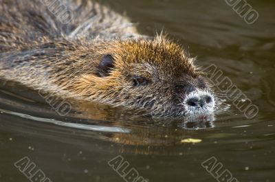 coypu or nutria