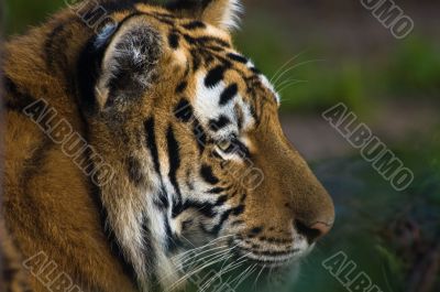 tiger