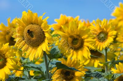 beautiful sunflowers