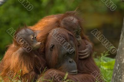 mother orangutan with her cute babies