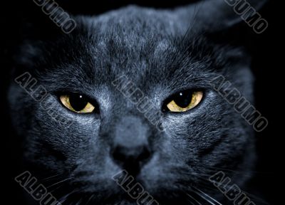  mean looking cat