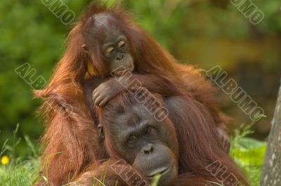 mother orangutan with her cute baby