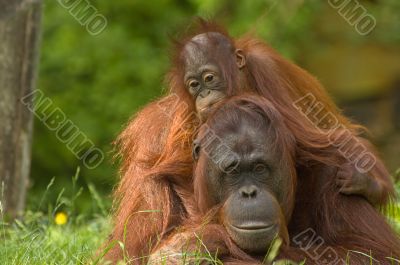 mother orangutan with her cute baby