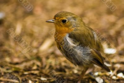A robin redbreast
