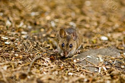 a mouse on the forest floor