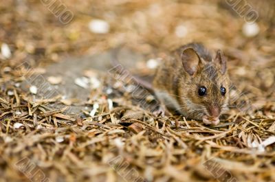 a mouse on the forest floor