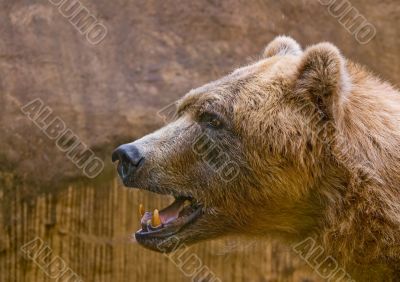 Brown Bear