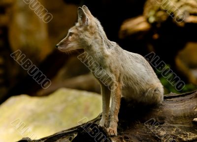 corsac fox