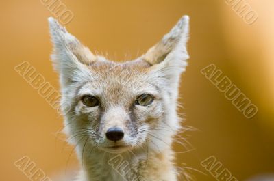 corsac fox