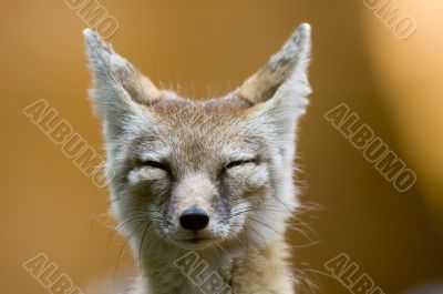 corsac fox