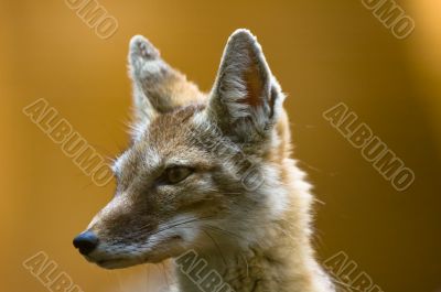 corsac fox