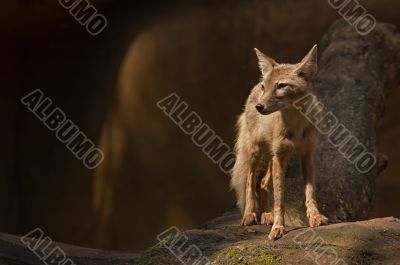 corsac fox