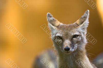 corsac fox
