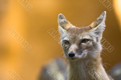 corsac fox
