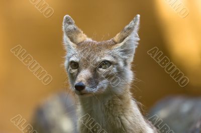 corsac fox