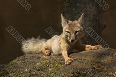 corsac fox