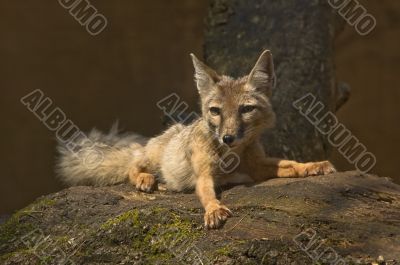 corsac fox