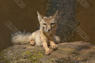 corsac fox