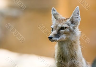 corsac fox