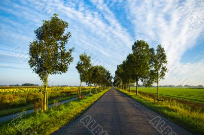 country road in summer