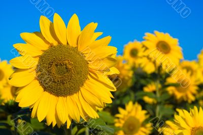 beautiful sunflowers