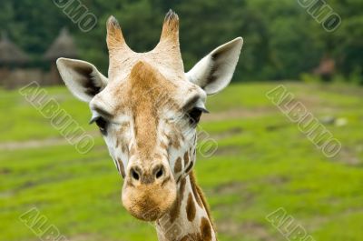 cute giraffe