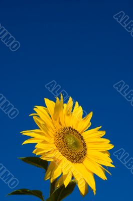 beautiful sunflowers