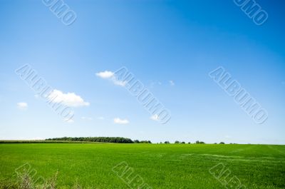 summer background