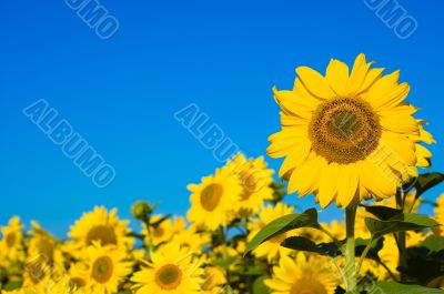beautiful sunflowers