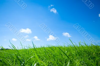 summer background