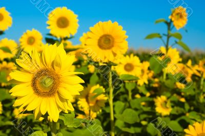 beautiful sunflowers