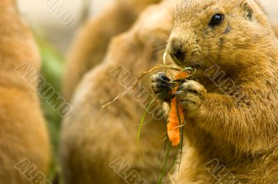 cute prairie dog