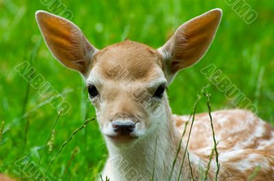 cute baby deer