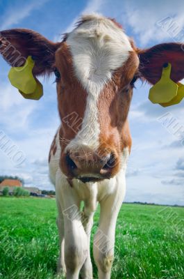cute curious baby cow