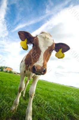 cute curious baby cow