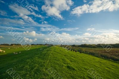 dutch farmland  landscape
