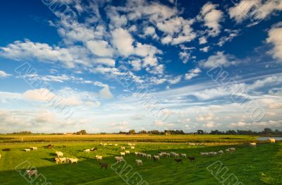 dutch farmland  landscape