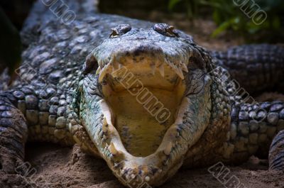 crocodile