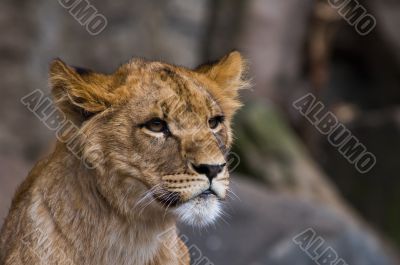 close-up of a lion cub