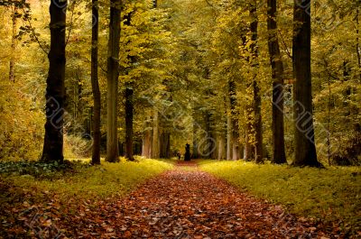 autumn colors