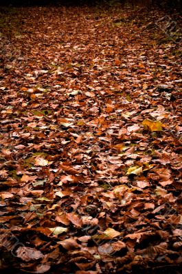 autumn colors