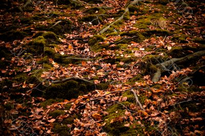 autumn colors